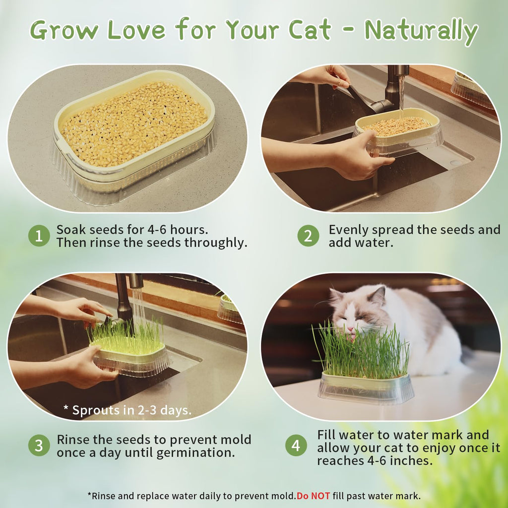 Cat Grass Growing Kit with 5 Pack Non GMO Seeds N527553