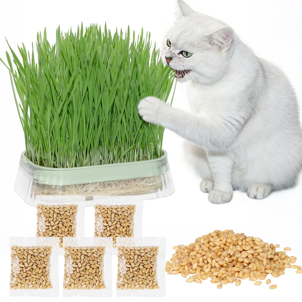 Cat Grass Growing Kit with 5 Pack Non GMO Seeds N527553