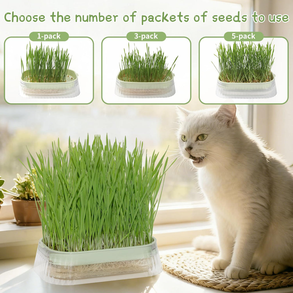 Cat Grass Growing Kit with 5 Pack Non GMO Seeds N527553